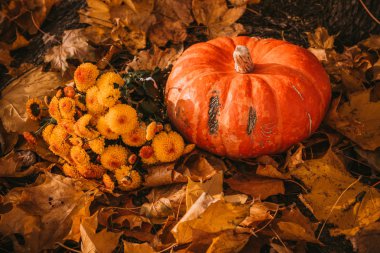 düşen yapraklar sonbaharda bir zemin üzerine kabak ve sarı çiçek