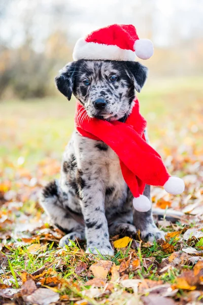 Labrador pup in KERSTMUTS op Kerstmis en Nieuwjaar — Stockfoto