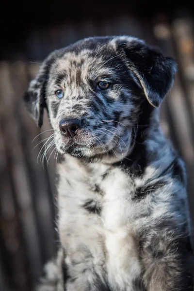 Pies Szczeniak Labrador z inny kolor oczu — Zdjęcie stockowe