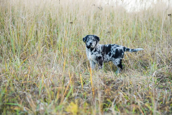 Cane cucciolo carino Labrador con occhi di colore diverso — Foto Stock