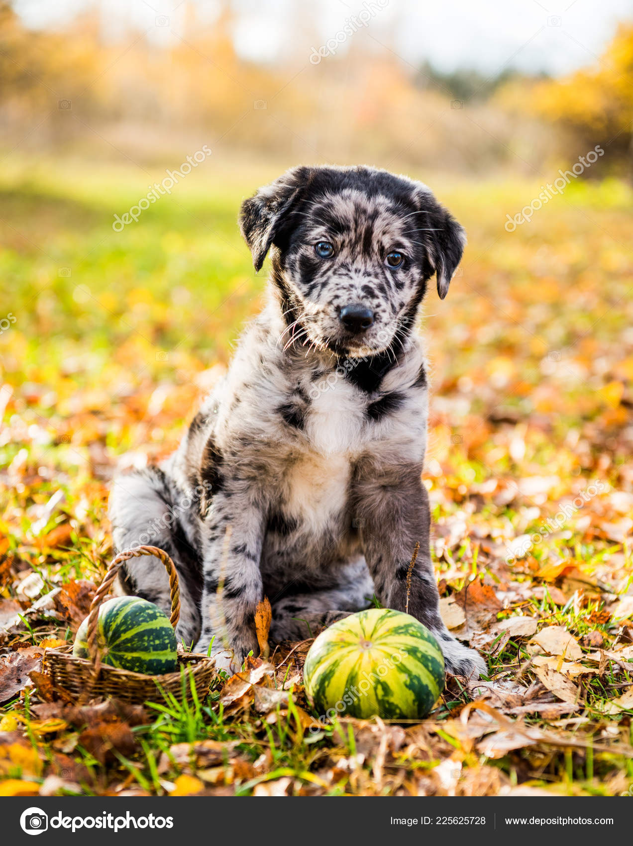 Cane Di Cucciolo Di Labrador Con Gli Occhi Di Colore Diverso In