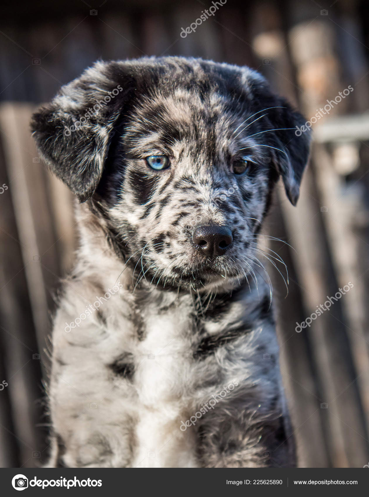 Cane Di Cucciolo Labrador Sveglio Con Gli Occhi Di Colore Diverso