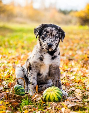 Labrador puppy dog with different color eyes in autumn background clipart