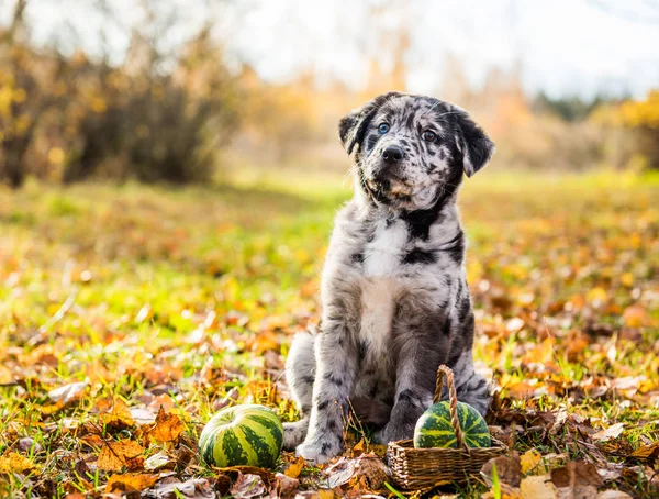 Cão de cachorro Labrador com olhos de cores diferentes no fundo do outono — Fotografia de Stock