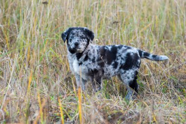 Farklı renk gözlü sevimli Labrador yavru köpek