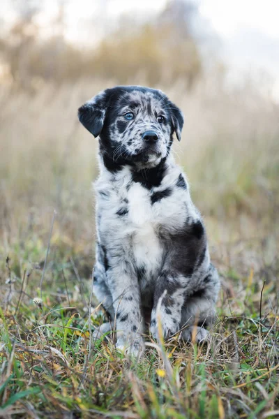 Roztomilé štěňátko labradora s jinou barvou očí — Stock fotografie