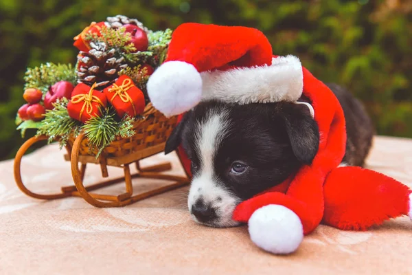 Pies Szczeniak śmieszne corgi w santa hat — Zdjęcie stockowe