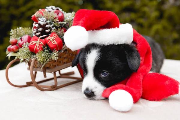 Funny corgi puppy dog in santa hat — Stock Photo, Image