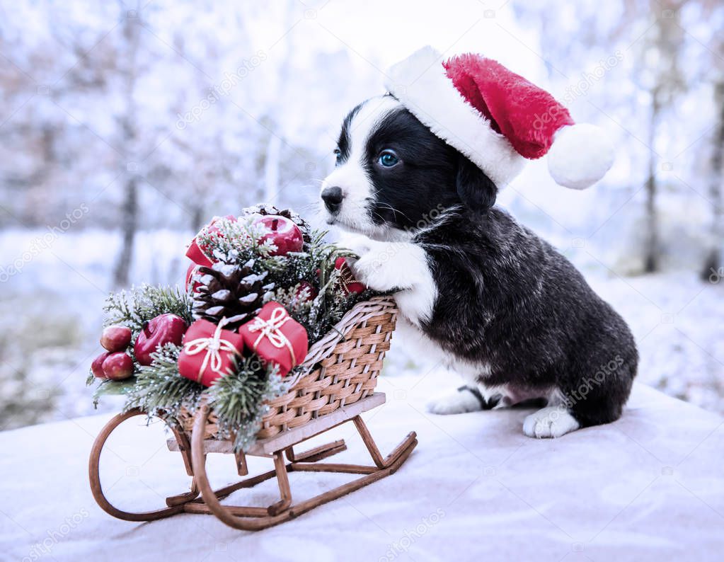 corgi puppy in santa hat on the winter background