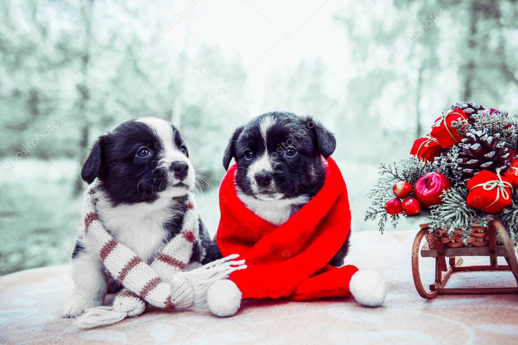 Funny corgi puppy dogs in santa clothes