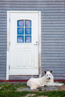 Yalnız köpek bekleyen sahibi kapının yanında.