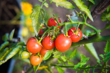 Kırmızı küçük kiraz domates dışarıda bahçede