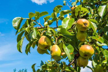 Armut meyve ağacı mavi gökyüzü arka planda üzerinde