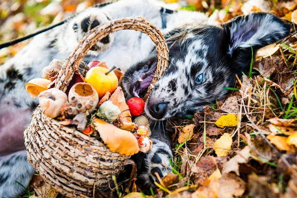 funny Labrador puppy dog with different color eyes in autumn background with basket