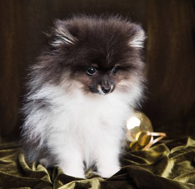 Pomeranian Spitz köpek yavrusu ile Noel ve yeni yıl yeni yıl topa