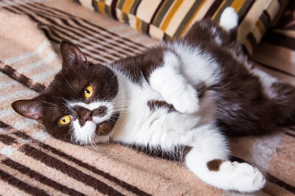 Grappige Britse Kat Chocolade Kleur Ligt Een Deken Van Buik — Stockfoto