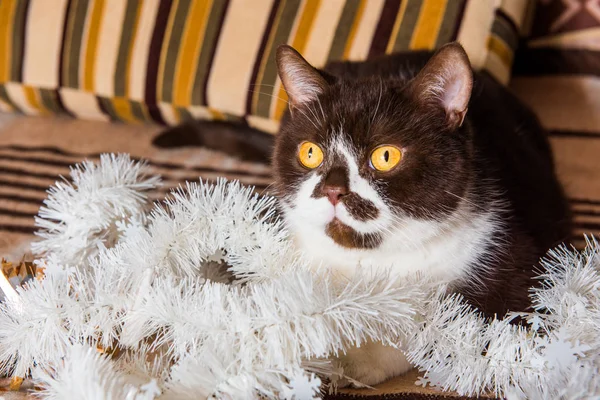 Colore del cioccolato gatto britannico sta giocando con la ghirlanda di Natale — Foto Stock