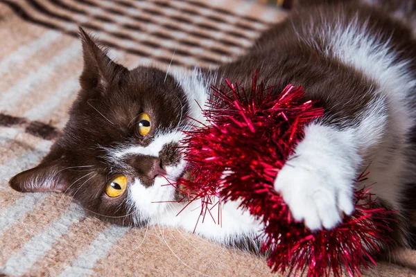 Британская кошка шоколадного цвета играет с рождественской гирляндой — стоковое фото