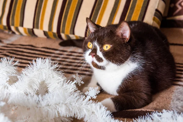 Британская кошка шоколадного цвета играет с рождественской гирляндой — стоковое фото