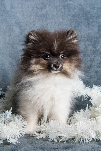 Pomeranian Spitz hundvalp i kransar på jul eller nyår — Stockfoto