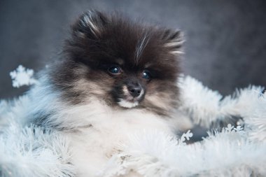Pomeranian Spitz köpek köpek Noel ve yeni yıl üzerinde çelenk içinde
