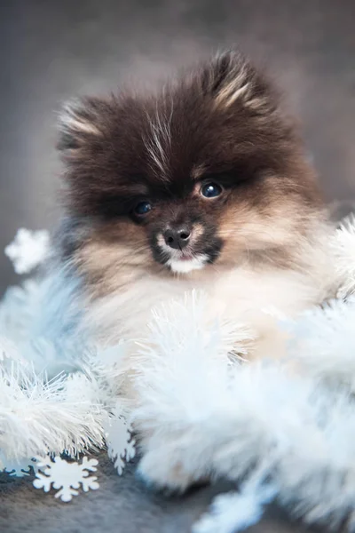 Pomeranian Spitz cachorro perro en guirnaldas en Navidad o Año Nuevo —  Fotos de Stock