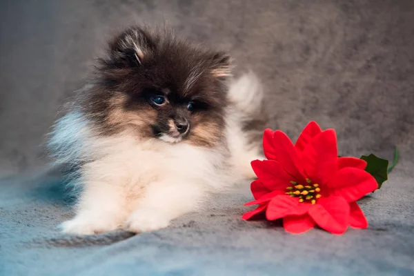 Pomeranian Spitz dog puppy and red flower on Christmas — Stock Photo, Image