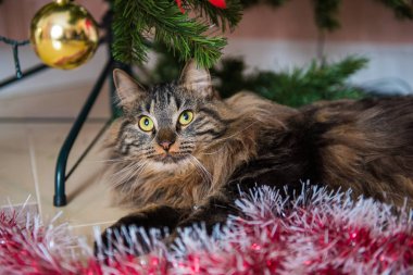 Yeni yıl Noel ağacı altında komik Norveç kedi. Kedi Noel ağacı oyuncaklarla çalış