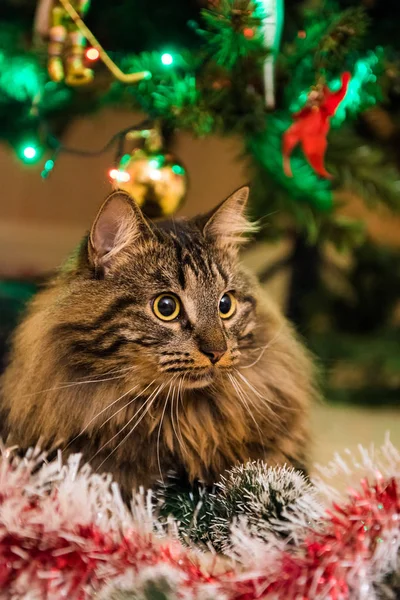 Funny Norwegian cat under Christmas tree on New Year. Cat plays with Christmas tree toys