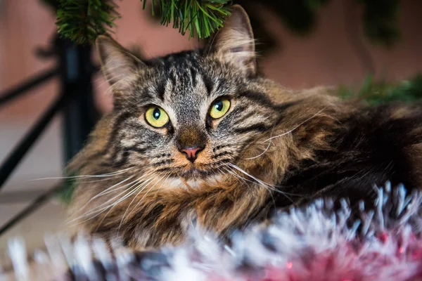 Divertente Gatto Norvegese Sotto Albero Natale Durante Nuovo Anno Cat — Foto Stock