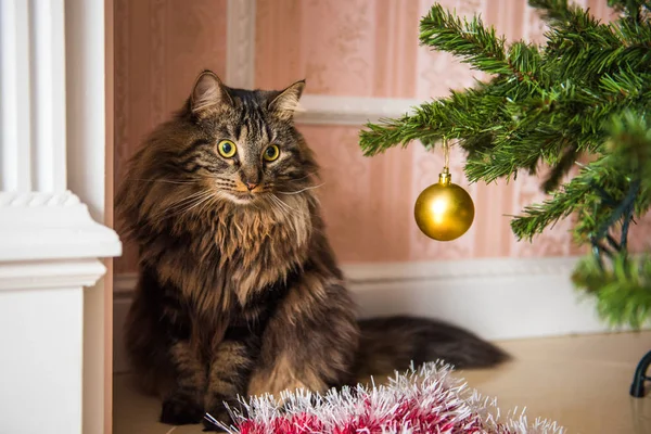 Norvég Vicce Újév Karácsonyfa Alatt Macska Játszik Christmas Tree Játékok — Stock Fotó