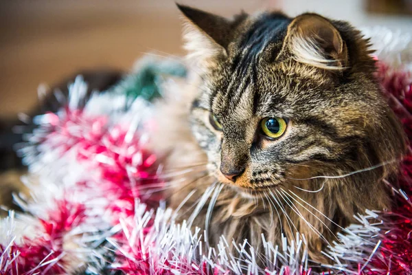 Divertente Gatto Norvegese Con Ghirlande Sotto Albero Natale Capodanno Cat — Foto Stock