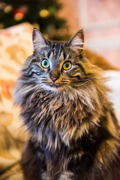 Norwegian Forest Cat Portret Met Bigfluffy Snuit Interieur Huis — Stockfoto