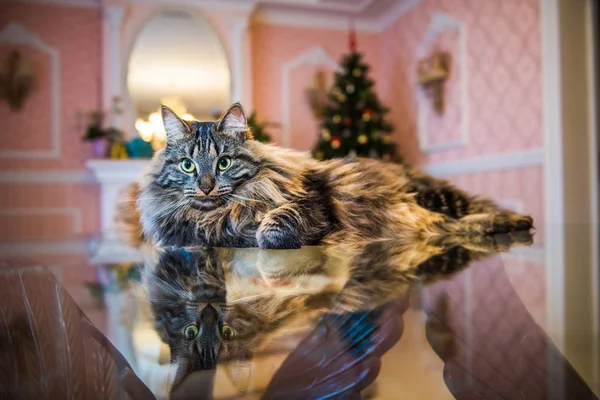 Retrato Gato Bosque Noruego Con Gran Hocico Esponjoso Mesa Con —  Fotos de Stock