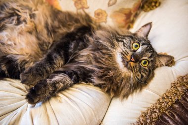 Norveçli orman kedi portre büyük kabarık namlu ile komik bir göbek üstü poz kanepede yatıyor