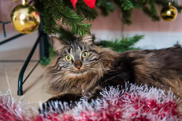 Funny Norwegian cat under Christmas tree on New Year. Cat plays with Christmas tree toys