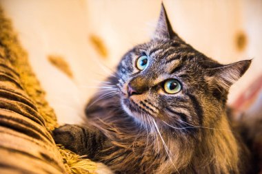 Norveçli orman kedi portre yakın çekim iç evin içinde büyük kabarık namlu ile