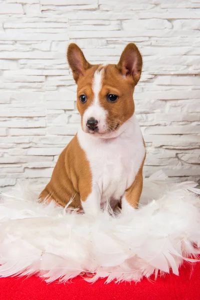 Divertido Perro Rojo Basenji Cachorro Está Sentado Plumas Blancas Tarjeta —  Fotos de Stock