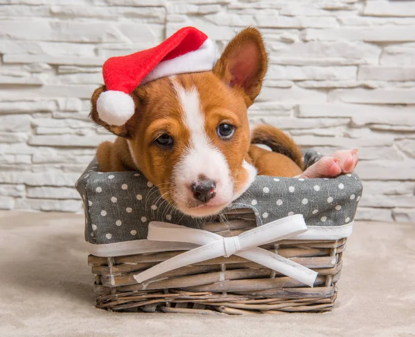Grappige Rode Basenji Puppy Hondje Kerstmuts Kerstmis Nieuwjaar Mand Wenskaart — Stockfoto