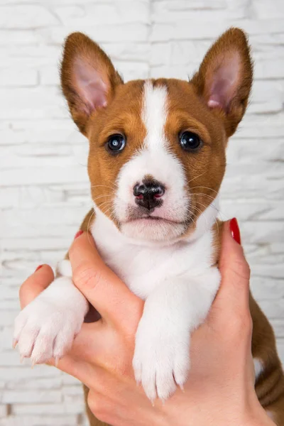 所有者の手に面白いバセンジーの子犬 — ストック写真