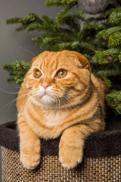İskoç Fold kırmızı kedi portre — Stok fotoğraf