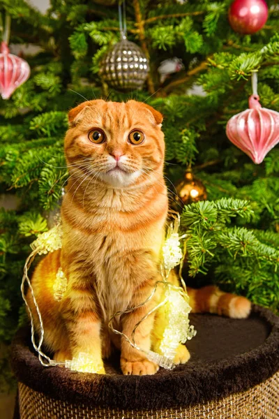 Linda Scottish Fold gato vermelho perto da árvore de Natal — Fotografia de Stock