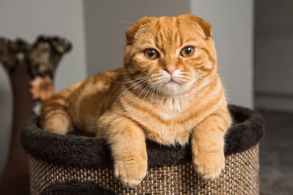 Scottish Fold Red cat in cat house — стоковое фото