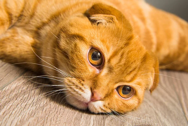 床の上の猫のスコティッシュフォールド赤 — ストック写真