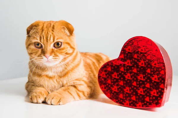 Scottish Διπλώνετε κόκκινο γάτα με κόκκινη καρδιά κουτί — Φωτογραφία Αρχείου