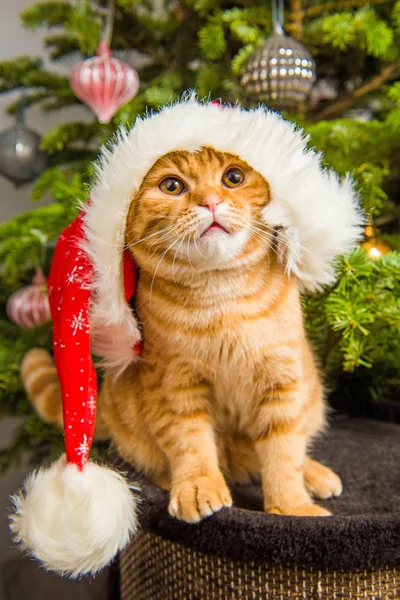 Linda Scottish Fold gato vermelho em santa chapéu perto da árvore de Natal — Fotografia de Stock