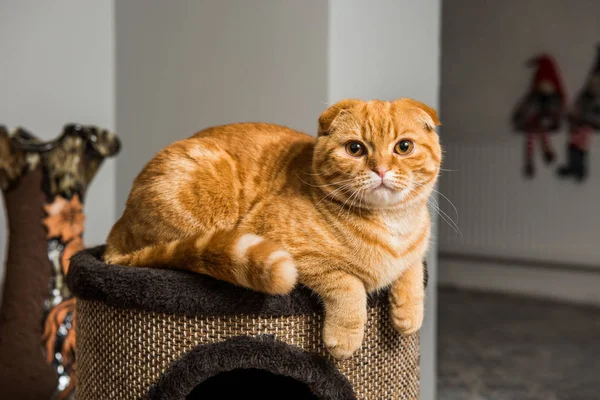 Scozzese Piegare gatto rosso in casa del gatto — Foto Stock