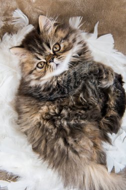 Güzel Farsça kedi kedi mermer renk ceket