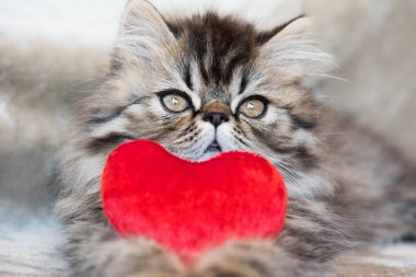 Güzel Farsça kedi kedi mermer renk ceket kırmızı kalp, üç haftalık