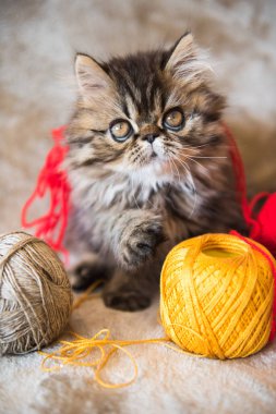 Güzel Farsça kedi kedi örgü topla oynuyor
